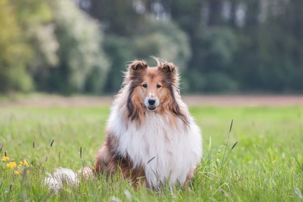 collie