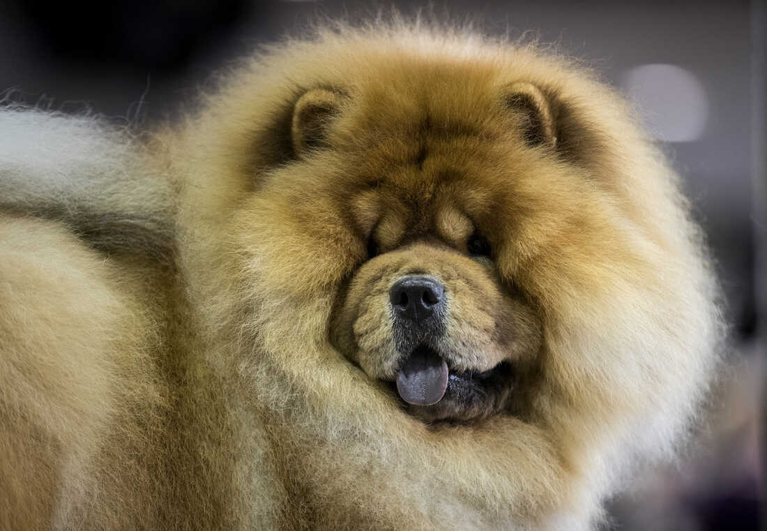 a floofy dog