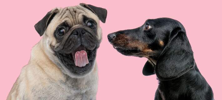 a pug and a dachsund infornt of a pink background