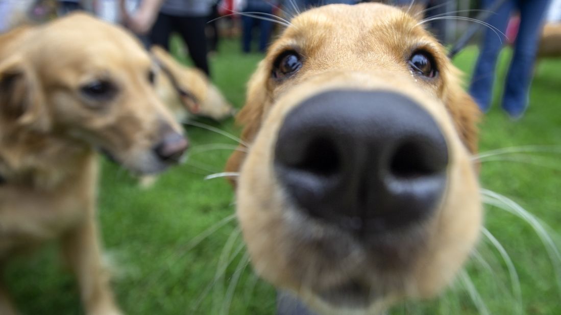 A close up of a dog pushing his nose into your business