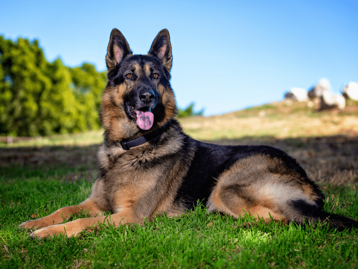 a german shepard