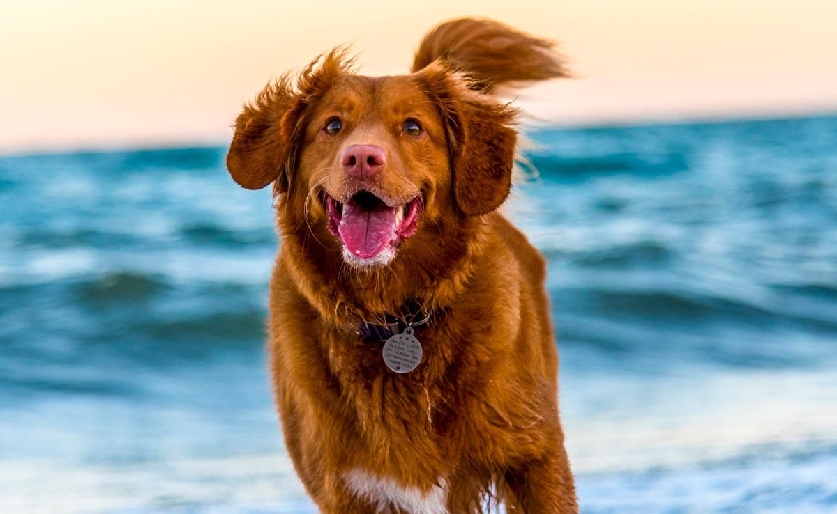 a dog running on the beach