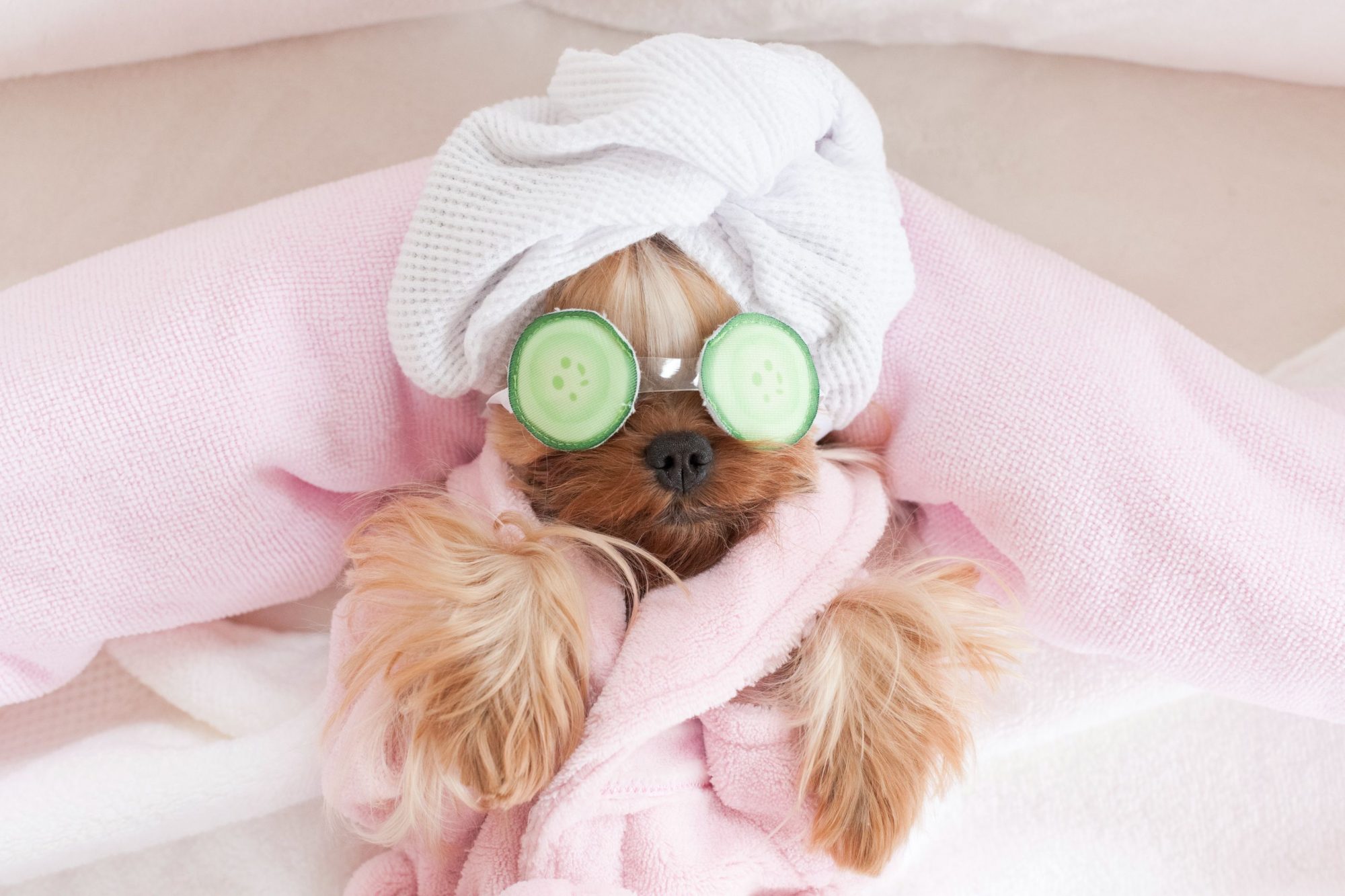 a dog having a spa day