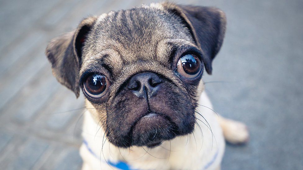 a pug staring at you with its big eyes