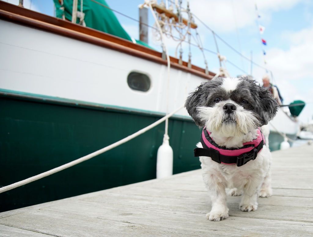 a shih itzu in front of a boat