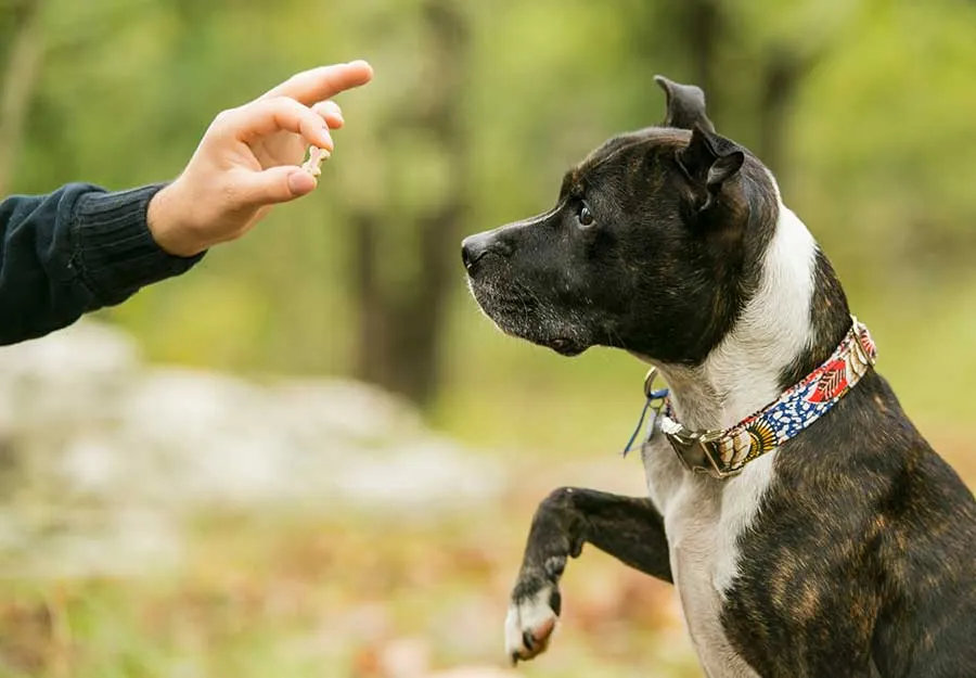 dog waiting to get a treat from the owner