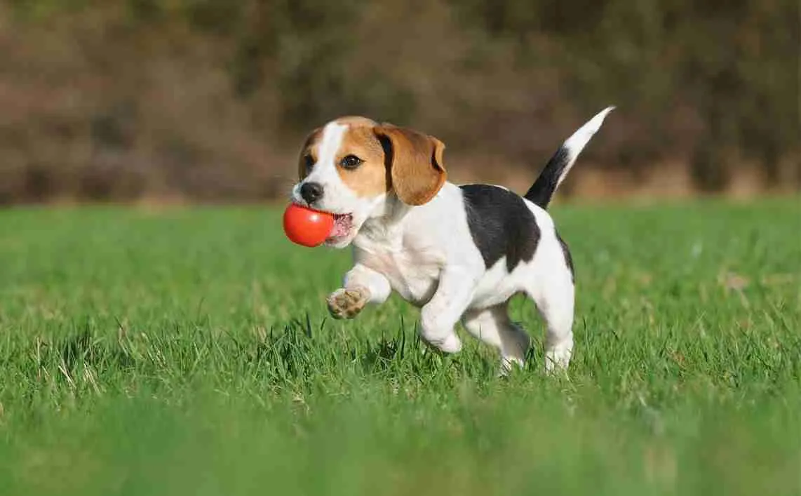 dog holding a red ball while running in the grass