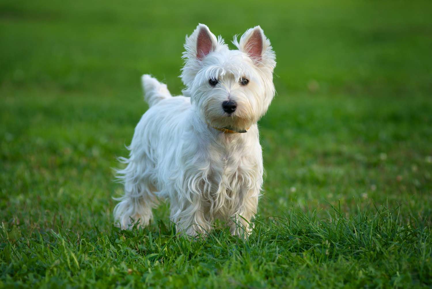 a small dog sitting in the grass