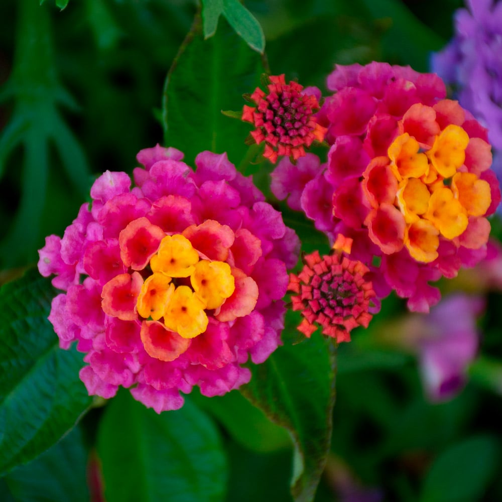 lantana