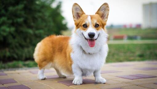 corgi