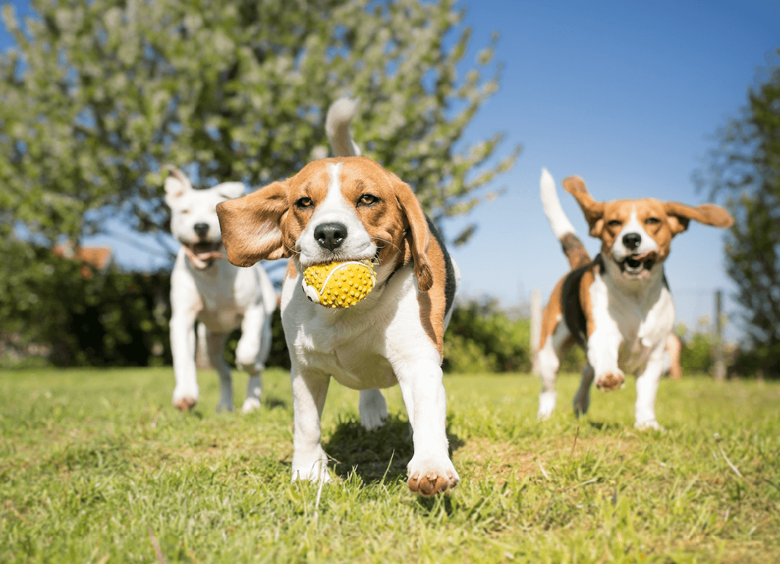 dogs at park