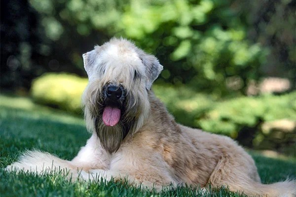 wheaten terrier