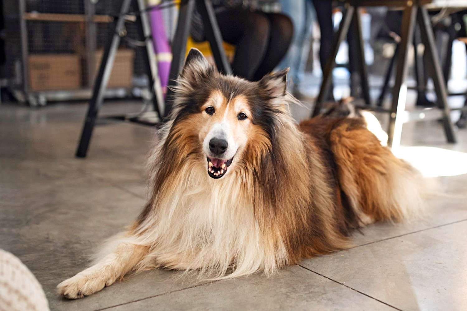 a collie laying on the floor