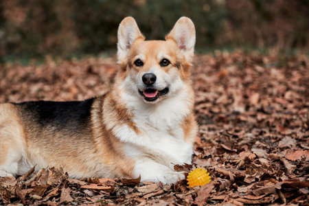 a corgi laying on the leaf-covered floor