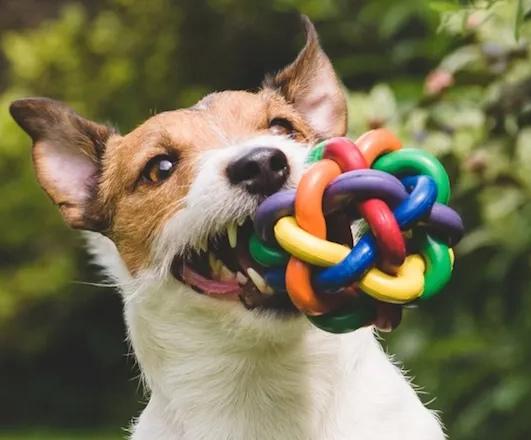 a dog holding a toy in its mouth