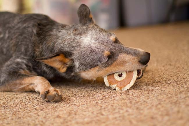 a dog chewing on a bagel-shaped treat