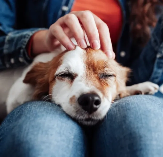 dog laying on someone's lap getting pets on its head