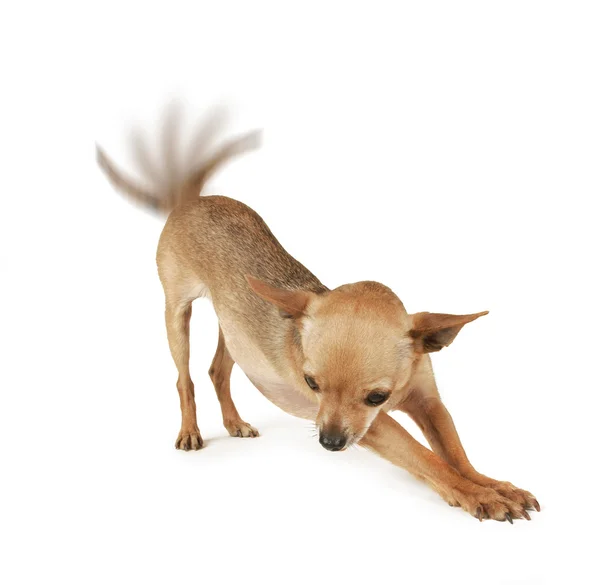 a chihuahua wagging its tail