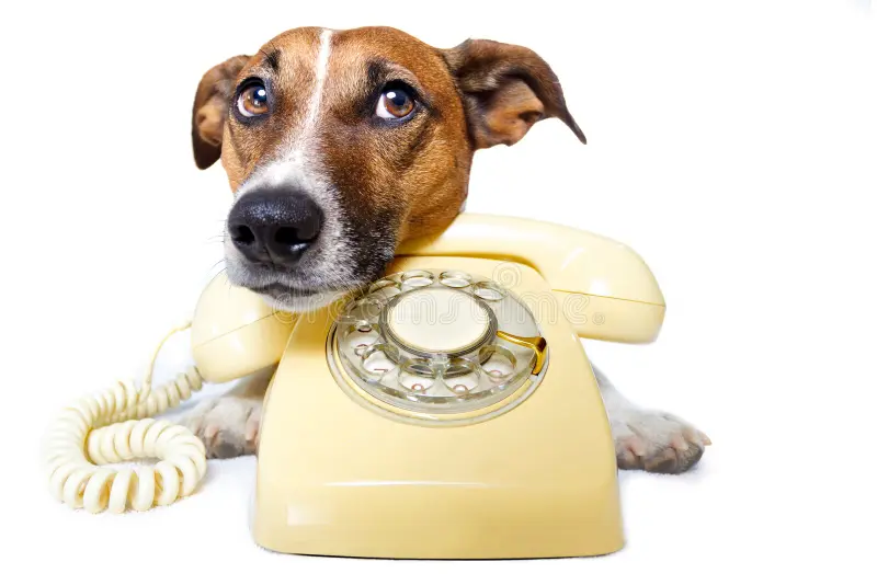 dog laying its head on a yellow telephone