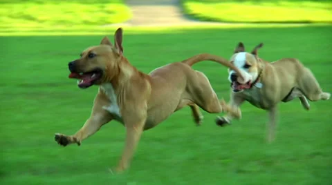 two dogs chasing one another