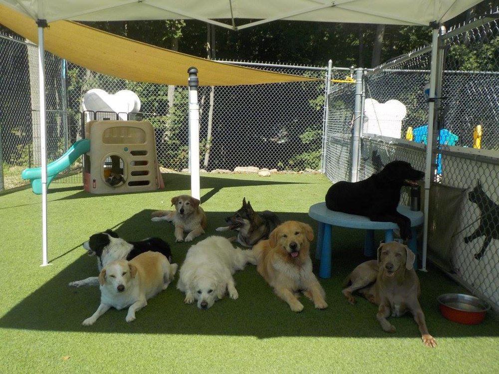 a group of dogs sitting in the shade on a sunny day after playing