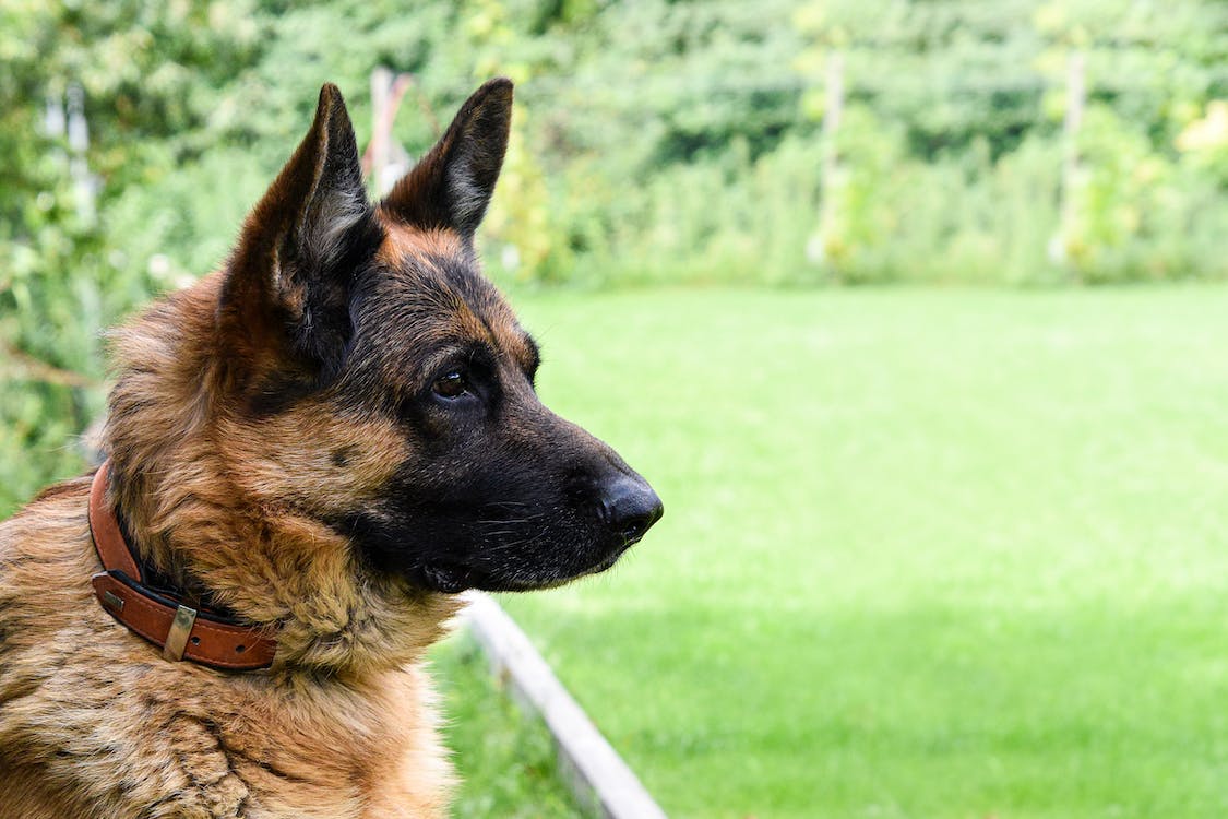 a german shepard looking off on a grassy field