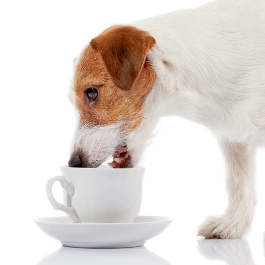 dog drinking herbal tea