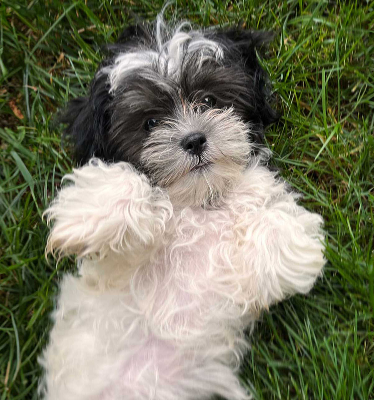 a maltese dog laying in the grass on its back