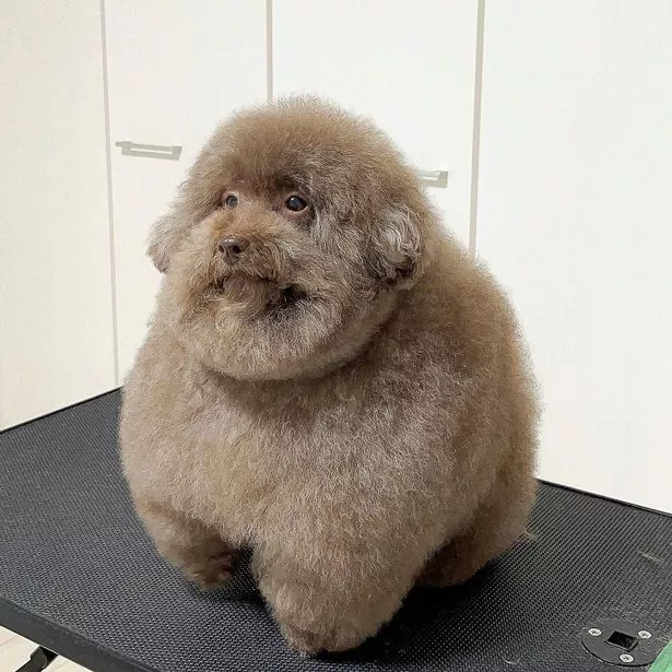 a fluffy dog after getting a haircut