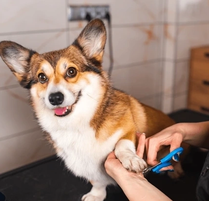 a corgi getting its nails cut