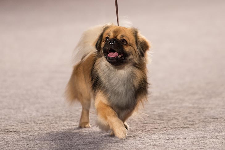 a tibetian spaniel being taken on a walk