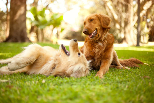 two dogs laying on the grass together on a sunny day