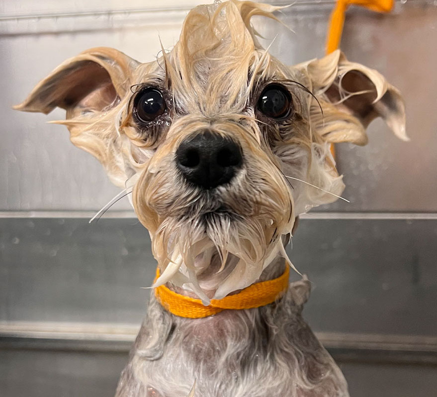 a dog after getting a bath