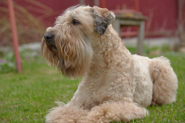 a wheaten terrier dog laying in the grass