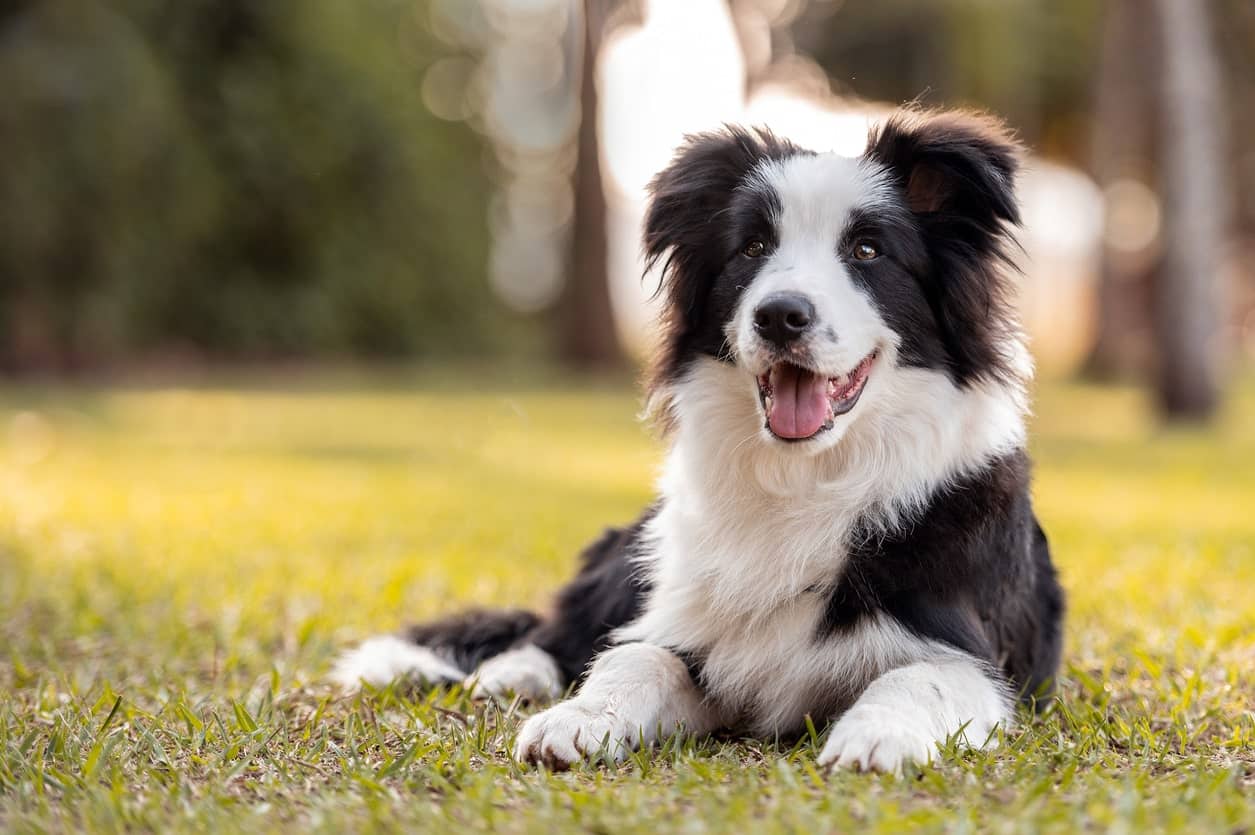 A tibetan dog sitting down