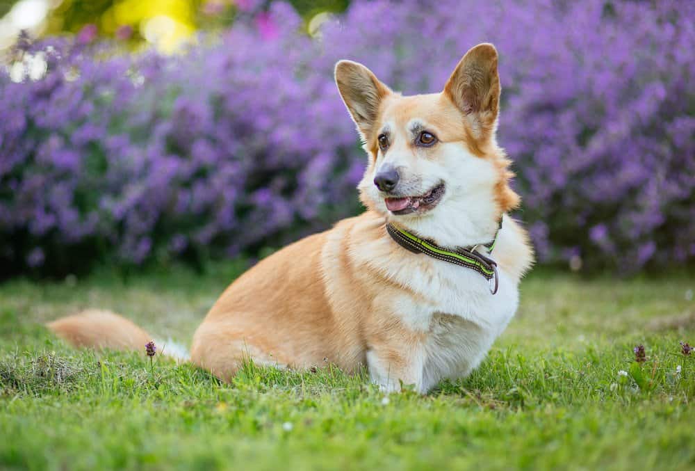 A tibetan dog sitting down