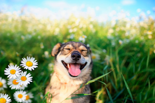 A dog smilling next to daisy