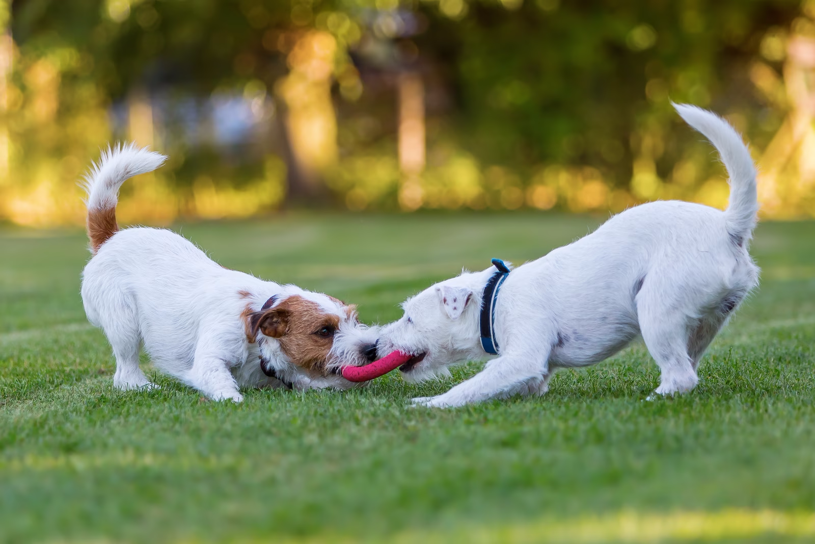 Two dogs playing with each other