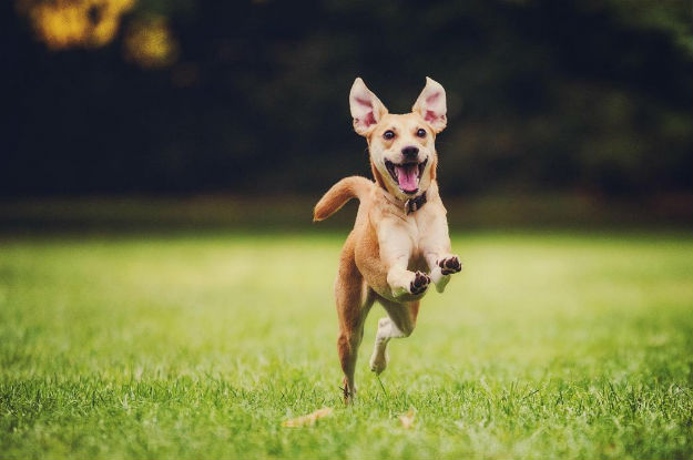 A dog happily in midair