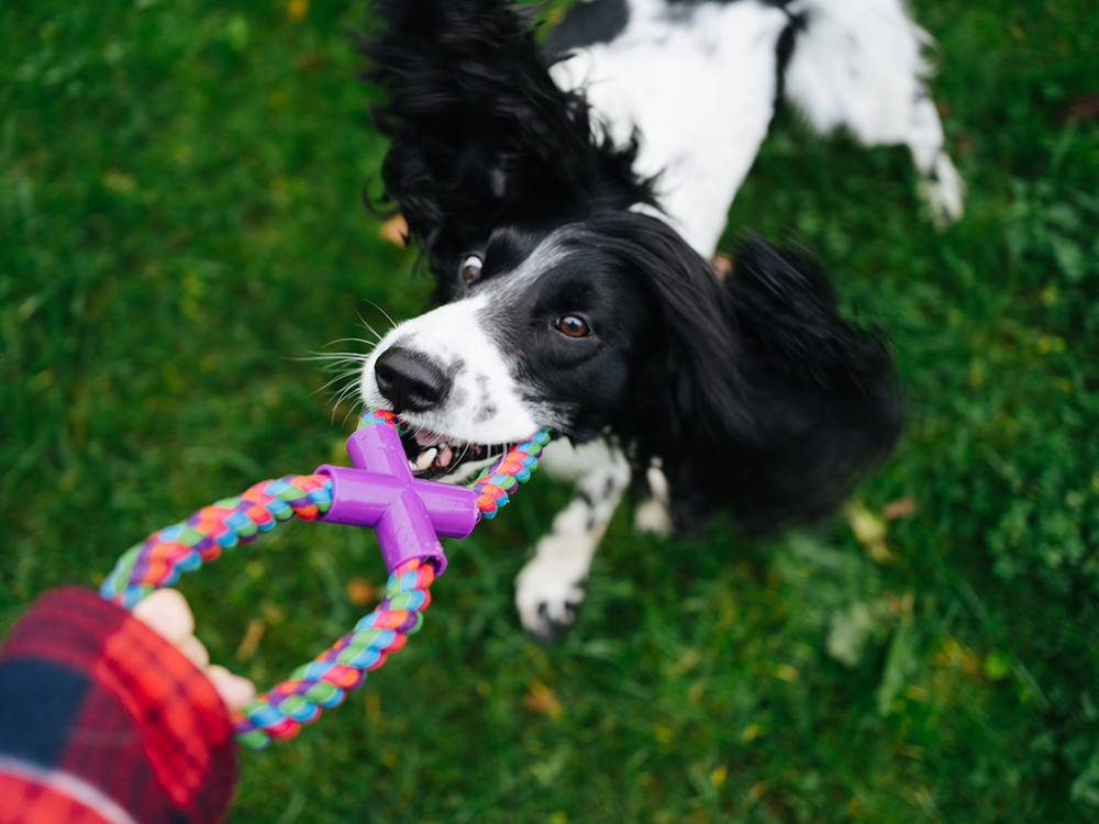 A beagle playing fetch with a stick