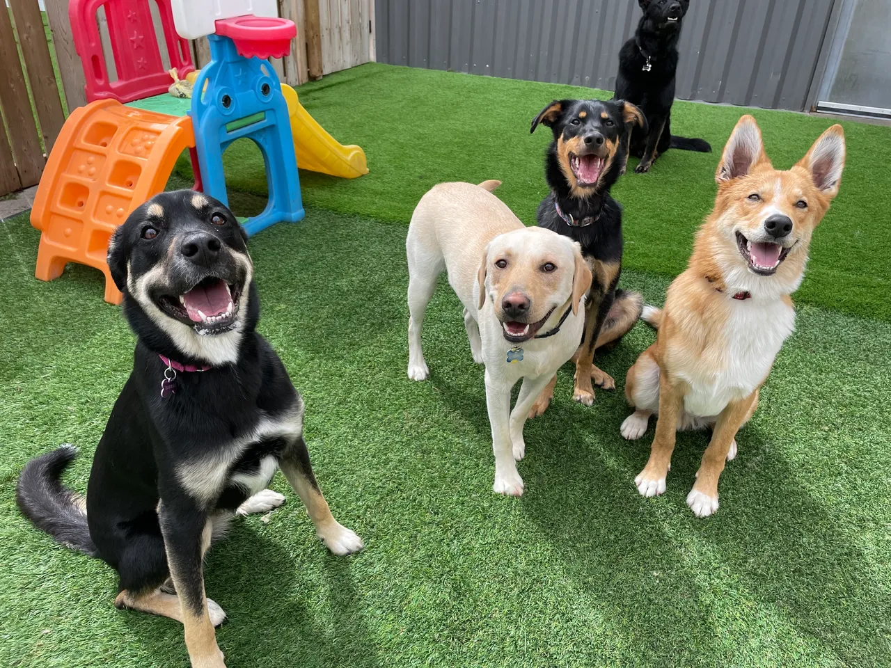 few dogs smiling and sitting next to each other