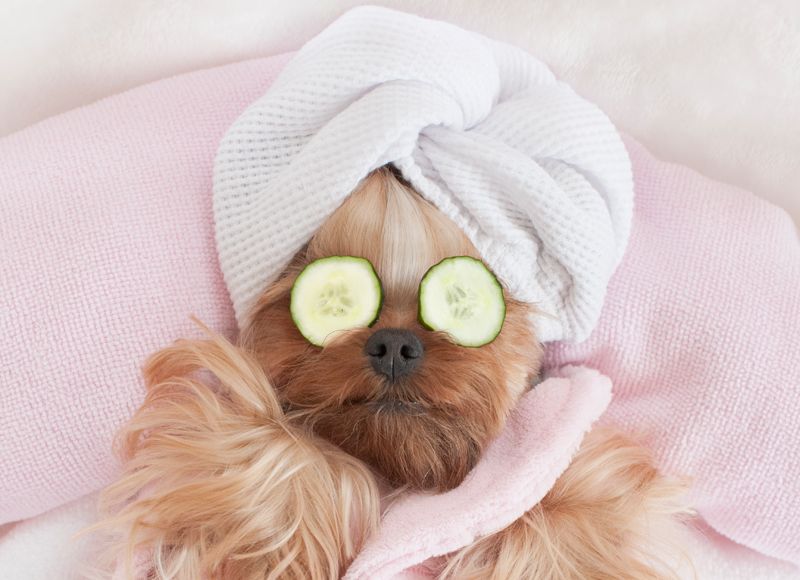 chilled dog in a spa with cucumber on their eyes