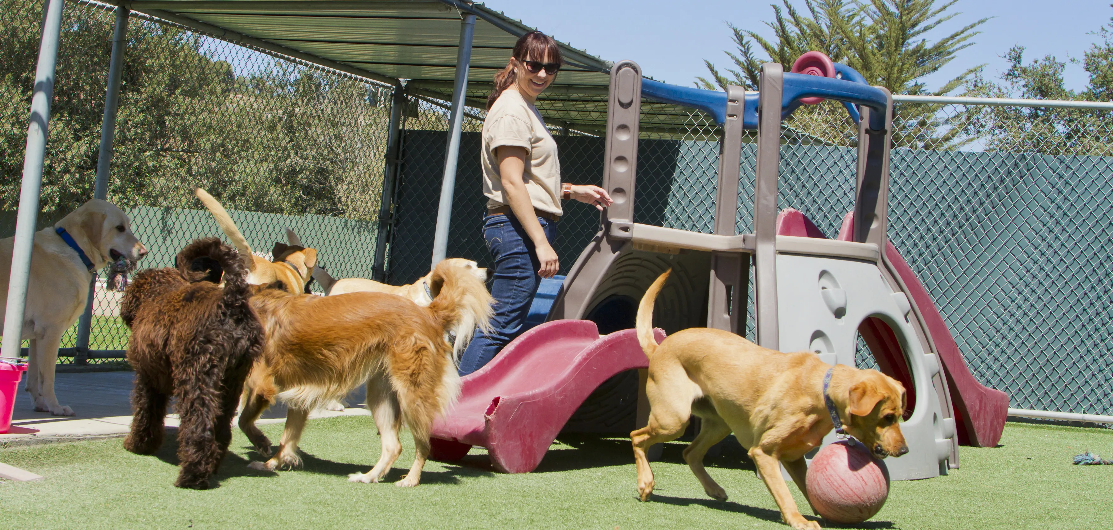 a worker playing with our dogs