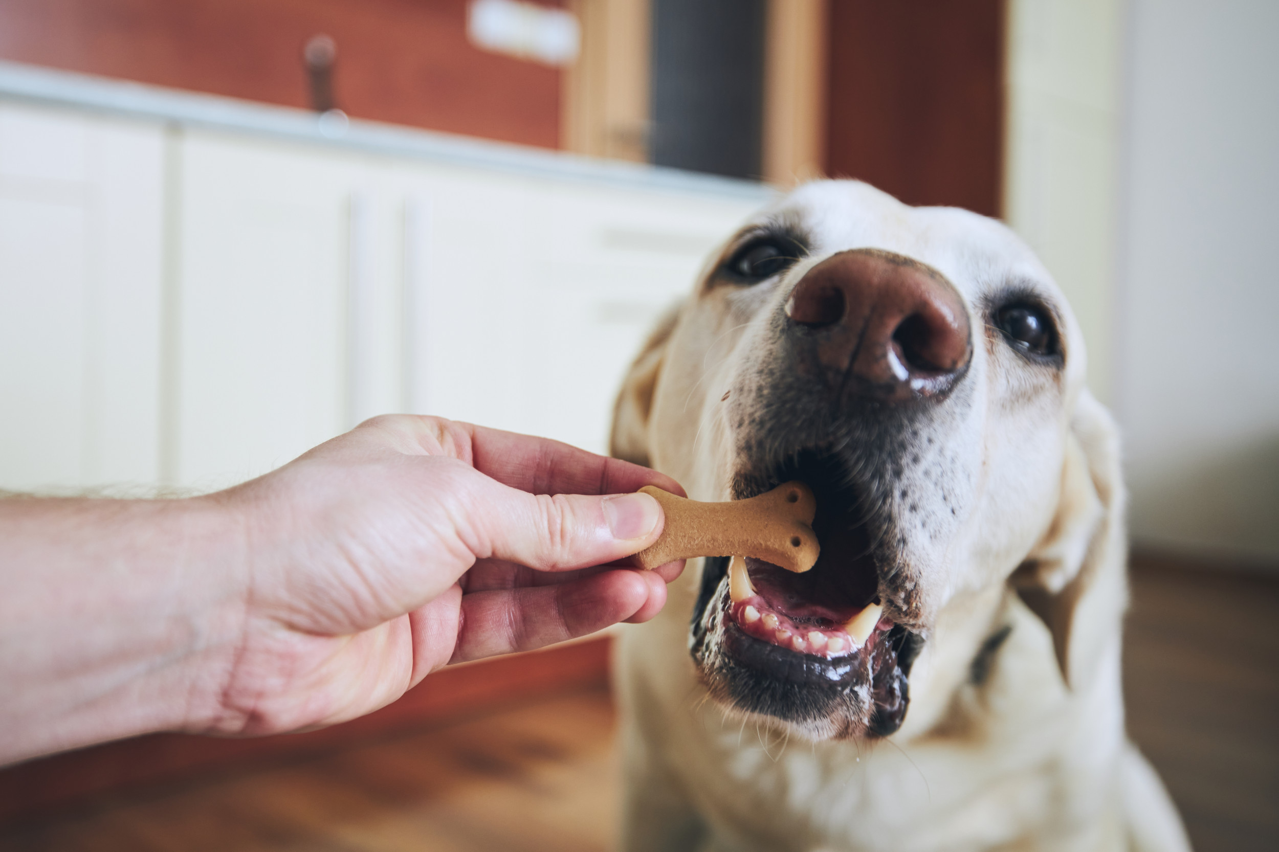 dogtreats