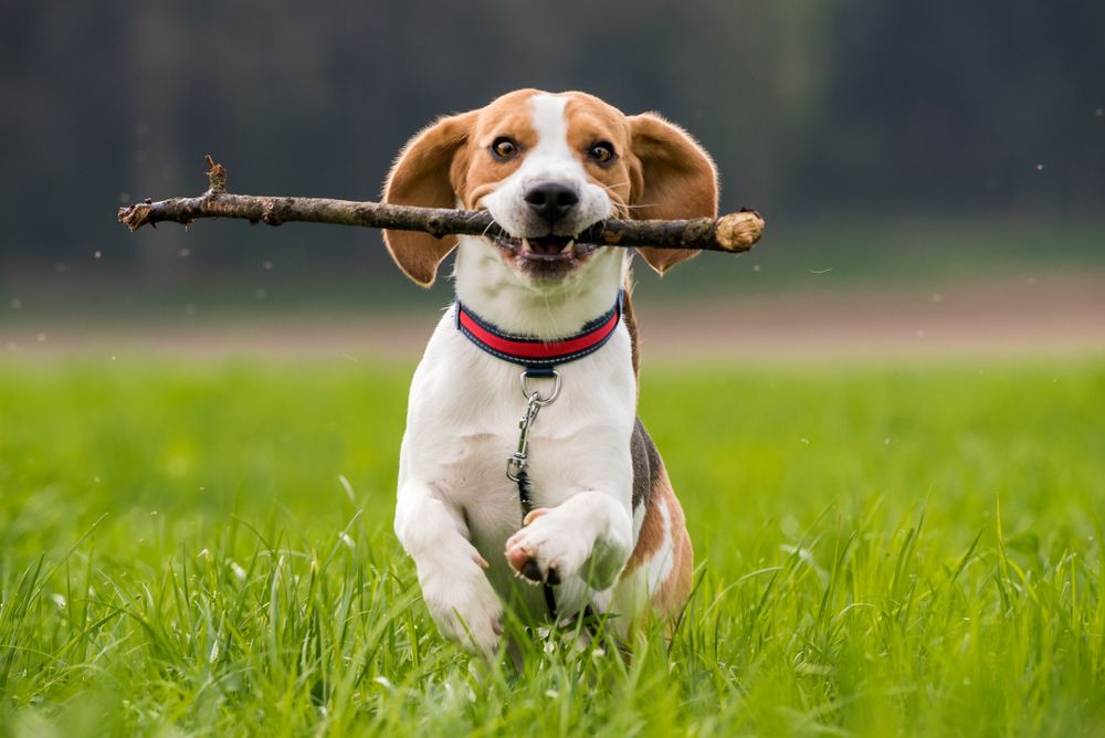 A beagle playing fetch with a stick