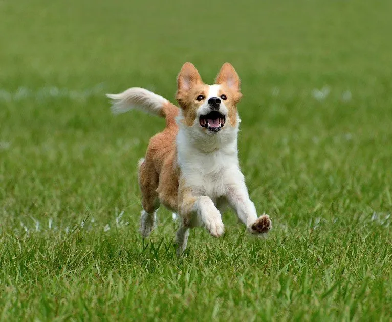 A happy corgi running in grass