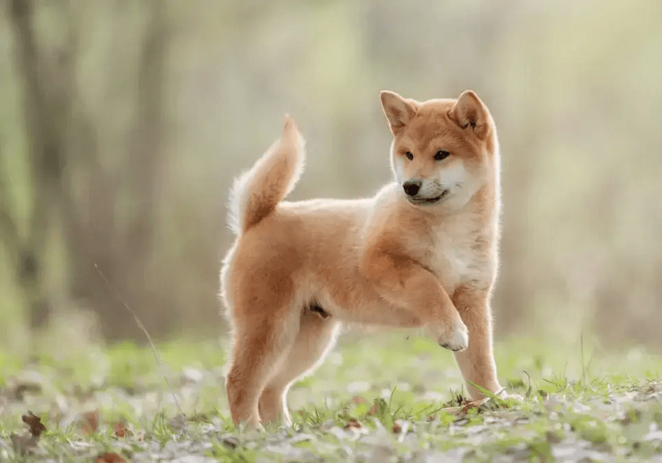 A shiba inu looking to the side