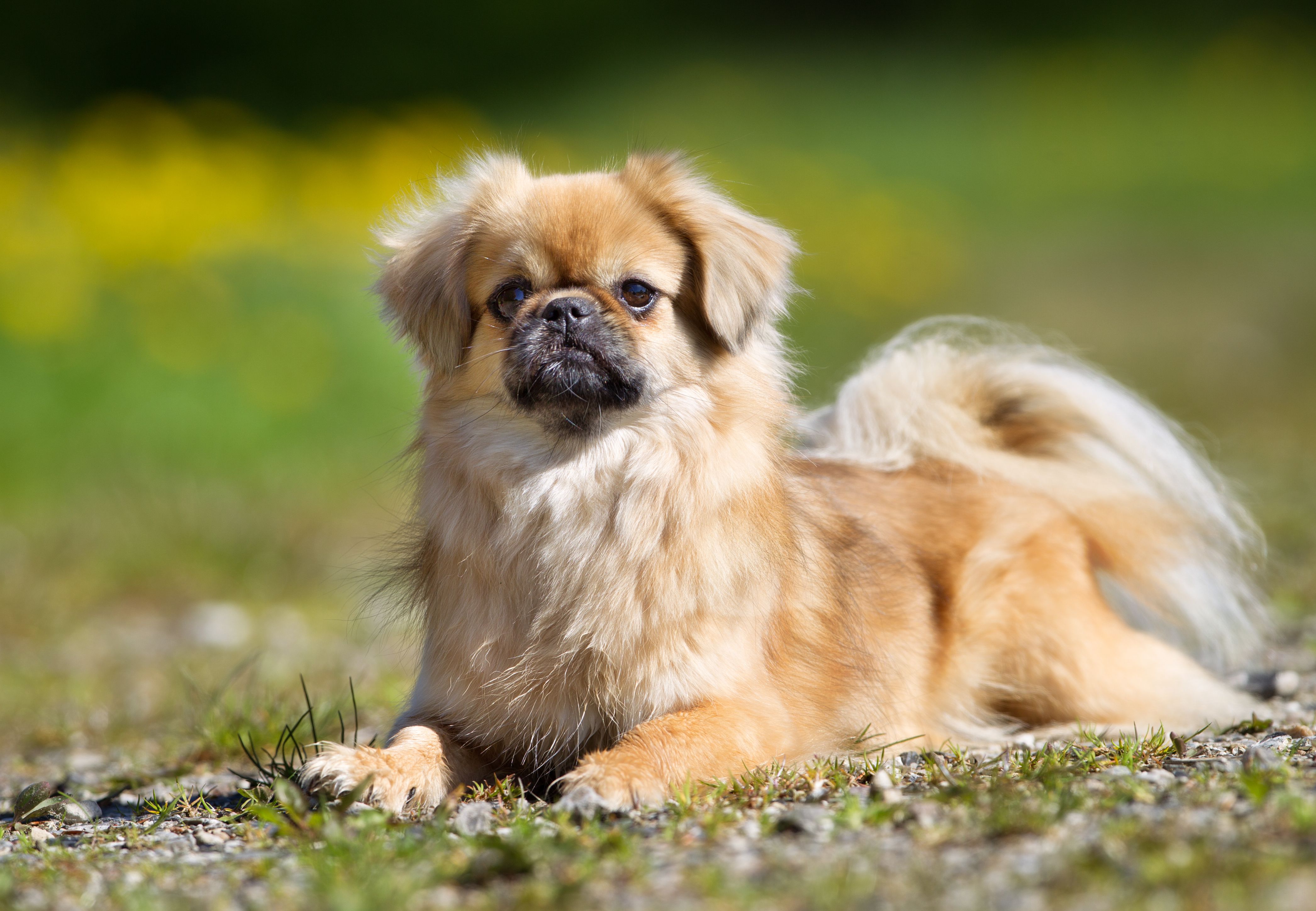 A tibetan dog sitting down