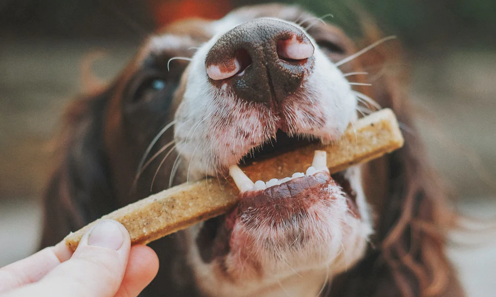 dog has a treat in their mouth