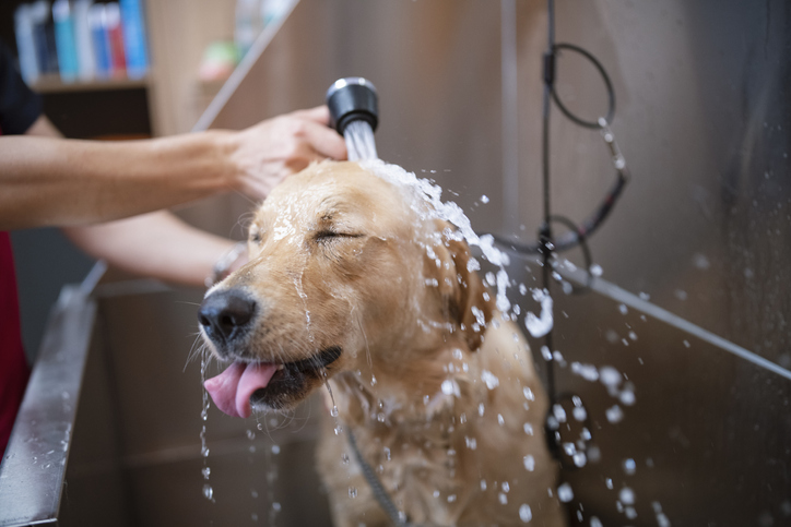 A dog getting their fur trimed